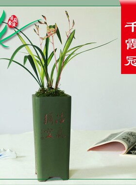 建兰兰花金边四季千霞冠浓香花卉盆景栽土绿植物带U艺草花苞名贵