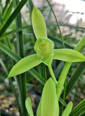 惠兰素心兰草兰花苗室内花卉盆A栽浓香观花绿植植物阳台庭院耐寒