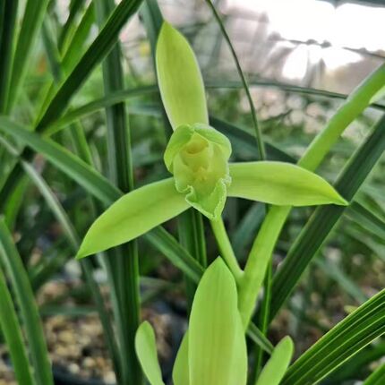 惠兰素心兰草兰花苗室内花卉盆A栽浓香观花绿植植物阳台庭院耐寒