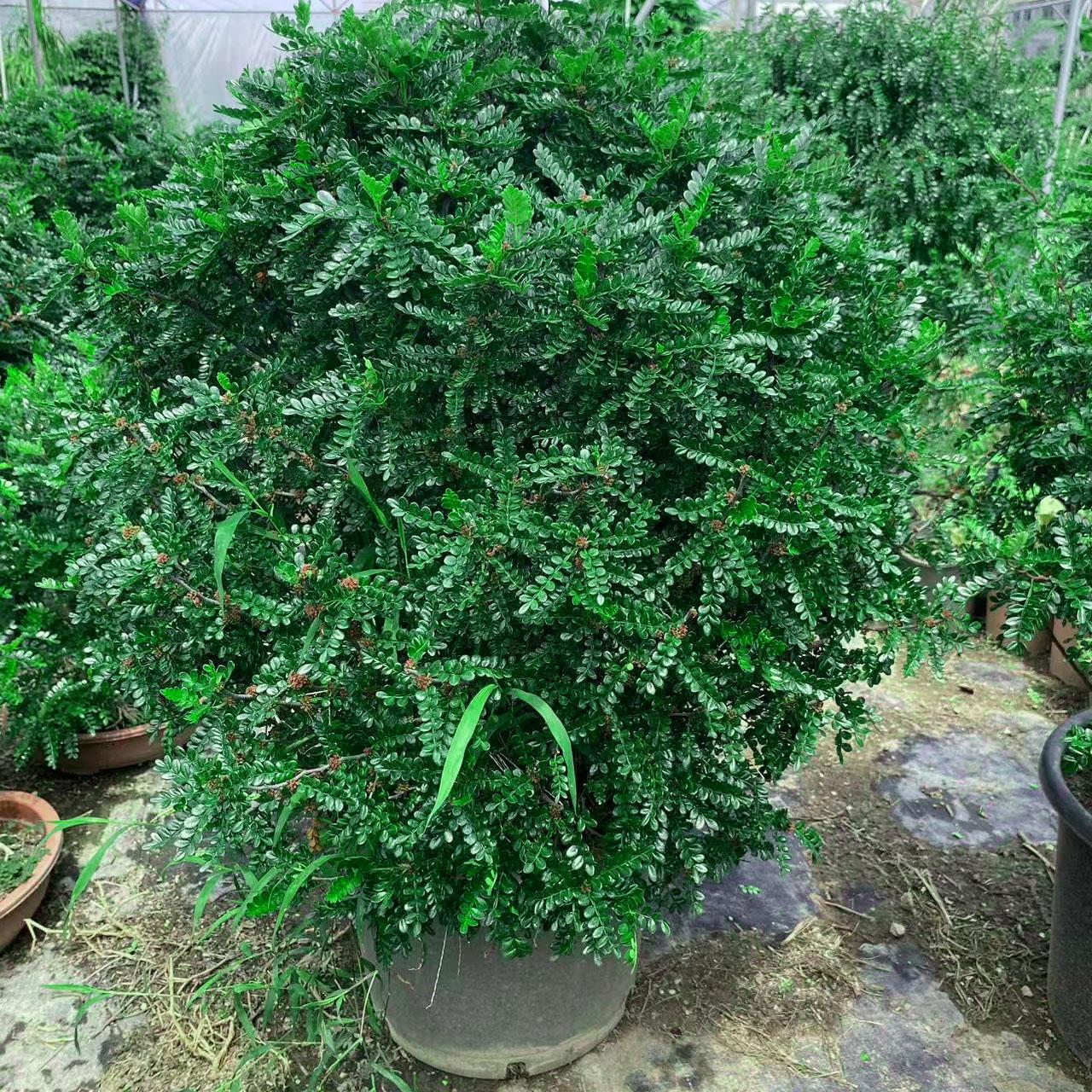 大棵清香木老桩盆栽蛋糕装饰叶子四季常青可食用驱蚊防虫