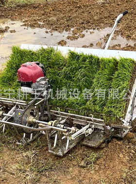 四行水稻插秧机Rice transplanter手拉轻巧式六行秧苗移栽种植机