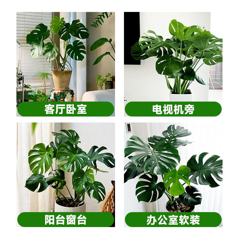 大型龟背竹盆栽客厅绿植室内老桩植物网红北欧风落地大号盆景四季