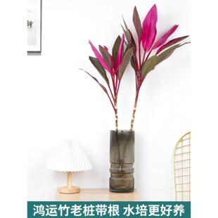 水培植物紫竹鸿运当头老桩带根富贵竹朱蕉水培水养绿植净化空气