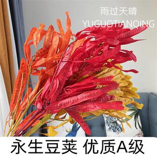 永生扁豆豌豆荚干 干燥花大豆荚永生花轻奢家居装饰插花真花摆件