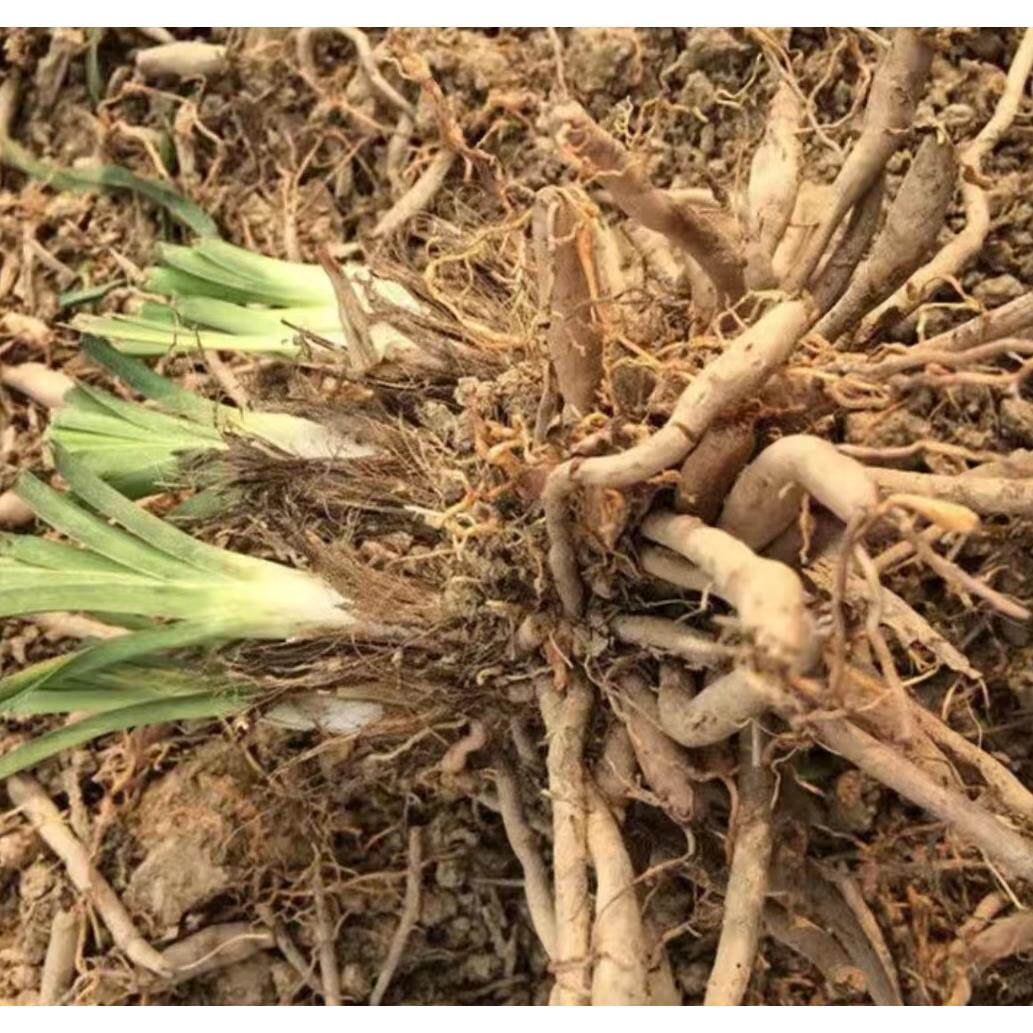 诚悦优质黄花菜种苗种植苗食用金针菜根苗四季可种易种根粗高产包