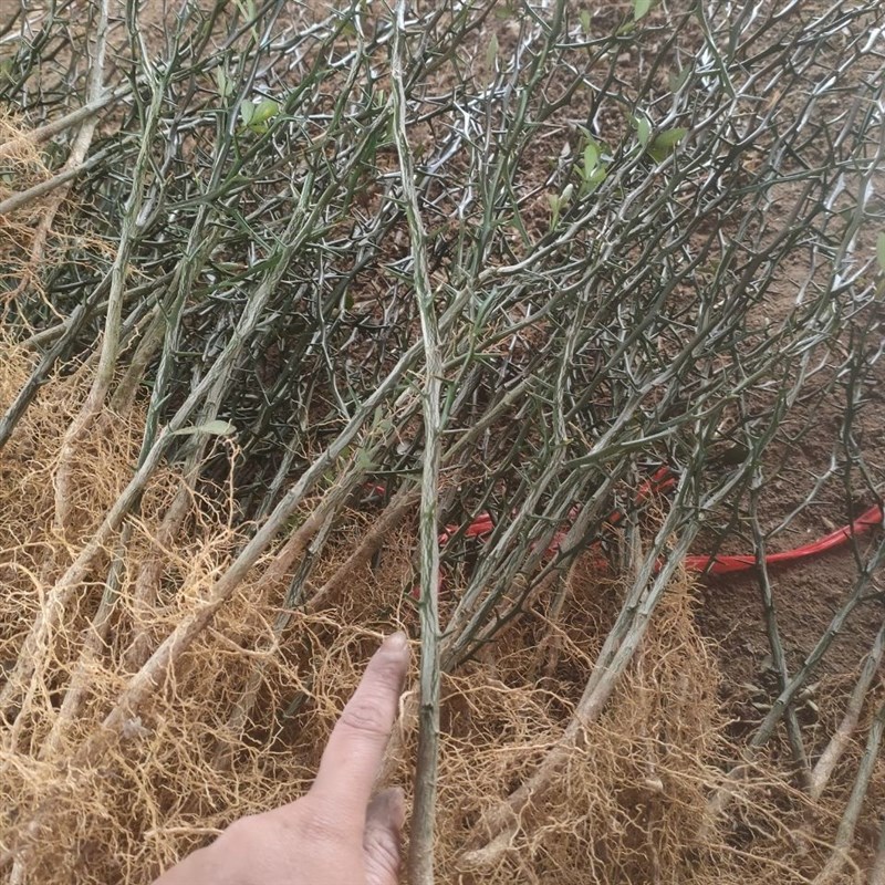 带刺篱笆枸橘苗枳壳苗篱笆栅栏铁篱寨枳实苗嫁接砧木护院刺树苗积