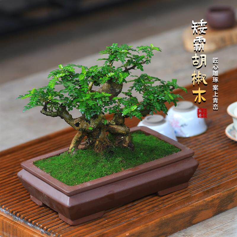 矮霸胡椒木盆景老桩造型植物庭院室内客厅办公室桌面绿植茶桌盆栽