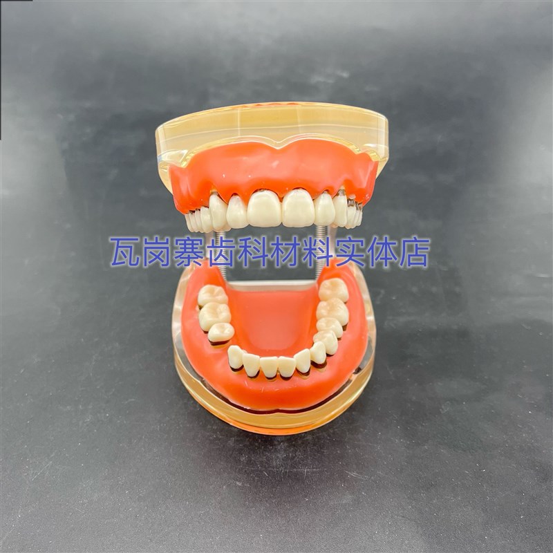 速发牙科口腔牙周并理模型 练习龈下牙结石刮治 牙周刮治模型4017