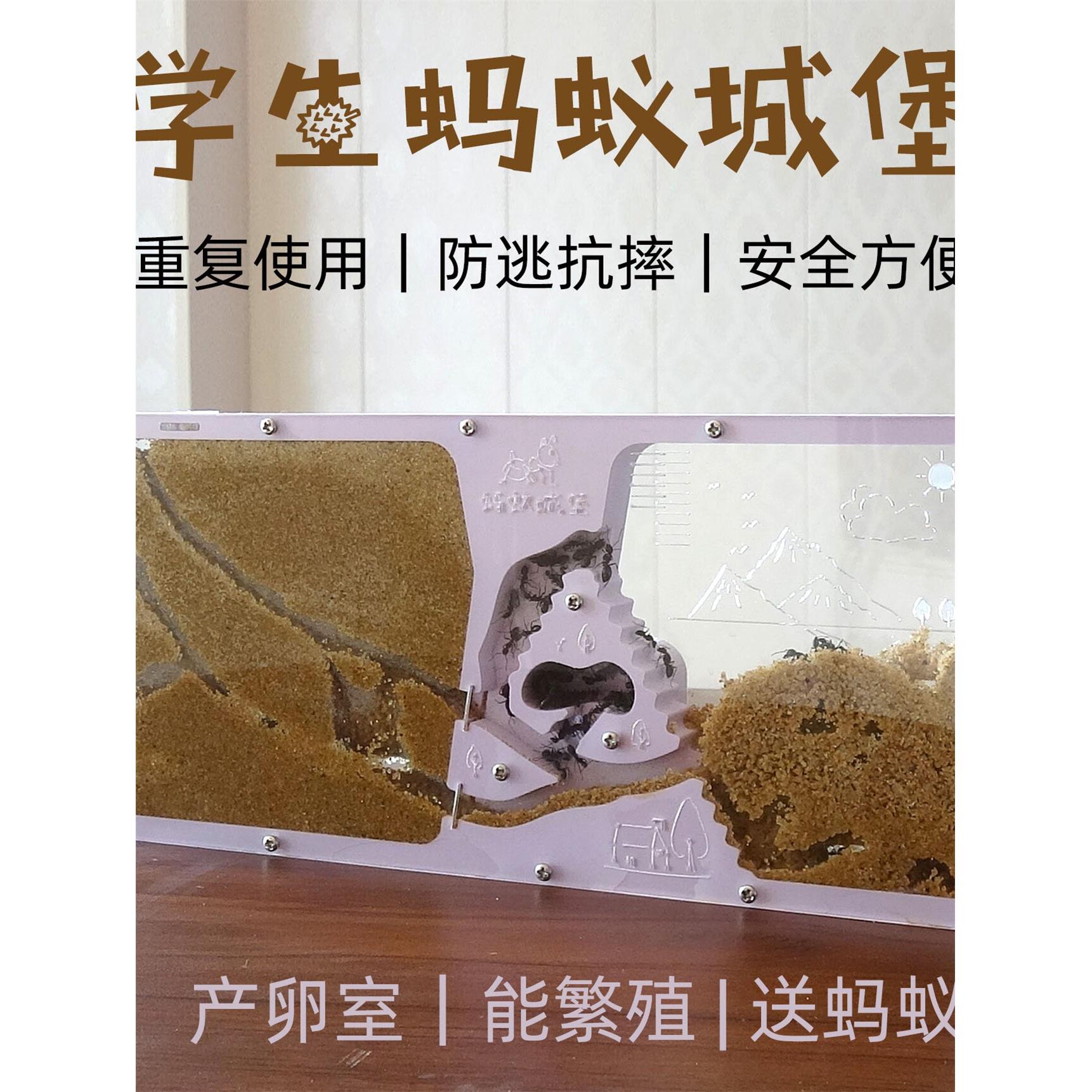 学生幼儿园蚂蚁生态城堡工坊小宠物箱家园别墅活体送蚁后蚁巢大型