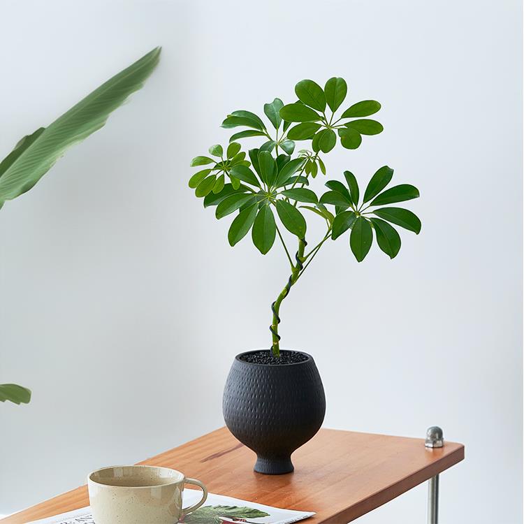 【八方来财】造型鸭脚木小盆栽办公室内好养活绿植物桌面净化空气
