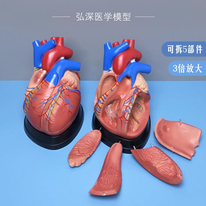 心脏模型放大3倍人体内脏器官血管解剖结构可拆5部件医学教学模具
