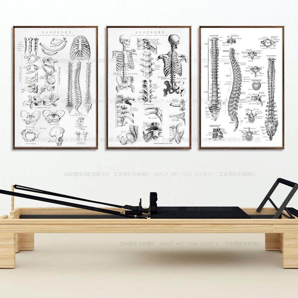 肌肉骨骼解刨分解图健身房瑜伽壁画yoga普拉提脊椎腰椎装饰画挂画