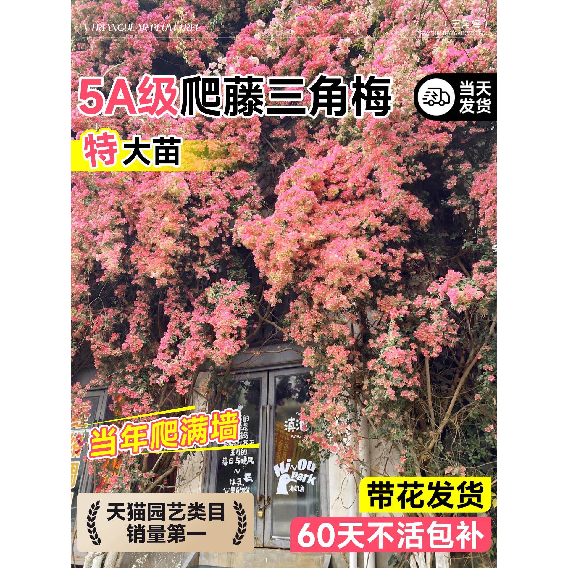 卡亚塔三角梅盆栽爬藤植物重瓣带花花卉老桩绿樱阳台室内四季好养
