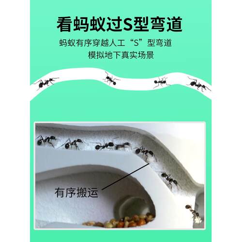 正品蚂蚁城堡套餐工坊送收获蚁后配件学生观察生态箱巢窝笼子活物