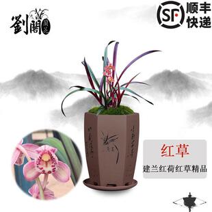 刘阁兰花苗 建兰红草红荷 现带花苞出售浓香花卉绿植室内盆栽好养