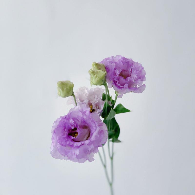 混搭紫色粉色蛋糕洋桔梗鲜花花束家用水养客厅云南速递鲜花百搭直