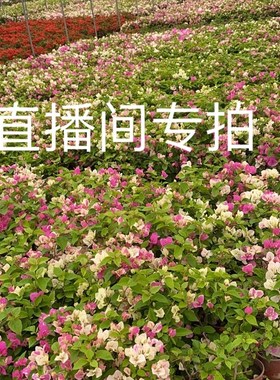 娇娇家三角梅树桩 怡锦 重瓣红 重瓣粉  K重瓣橙 菲菲娜 比芭老桩