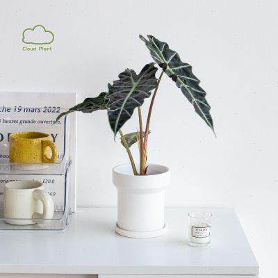 白云植物工作室大仙女观叶盆栽室内绿植花卉桌面摆件网红盆景客厅