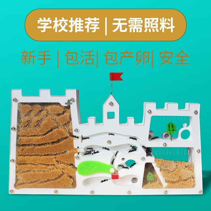 免装版蚂蚁工坊 送蚁后卵养蚂蚁城堡巢家园生态箱蚂蚁昆虫观察盒