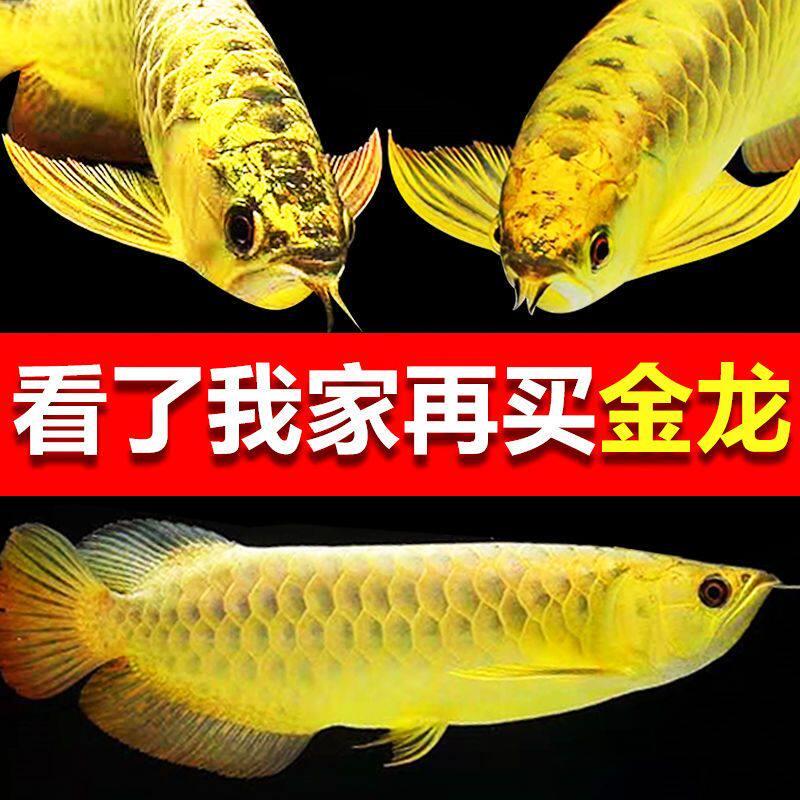 金龙鱼幼苗活鱼高背金龙鱼过背金龙鱼练手金龙苗肉食热带观赏鱼