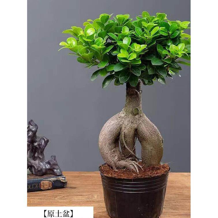 人参榕盆栽绿植提根老桩摇钱树发财树造型小叶榕树盆景植物金钱榕