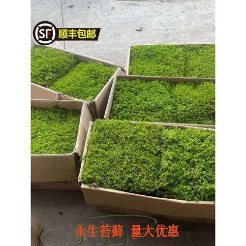 永生苔藓球室内软装墙面装饰仿真青苔枯山水造景diy大灰藓铺面
