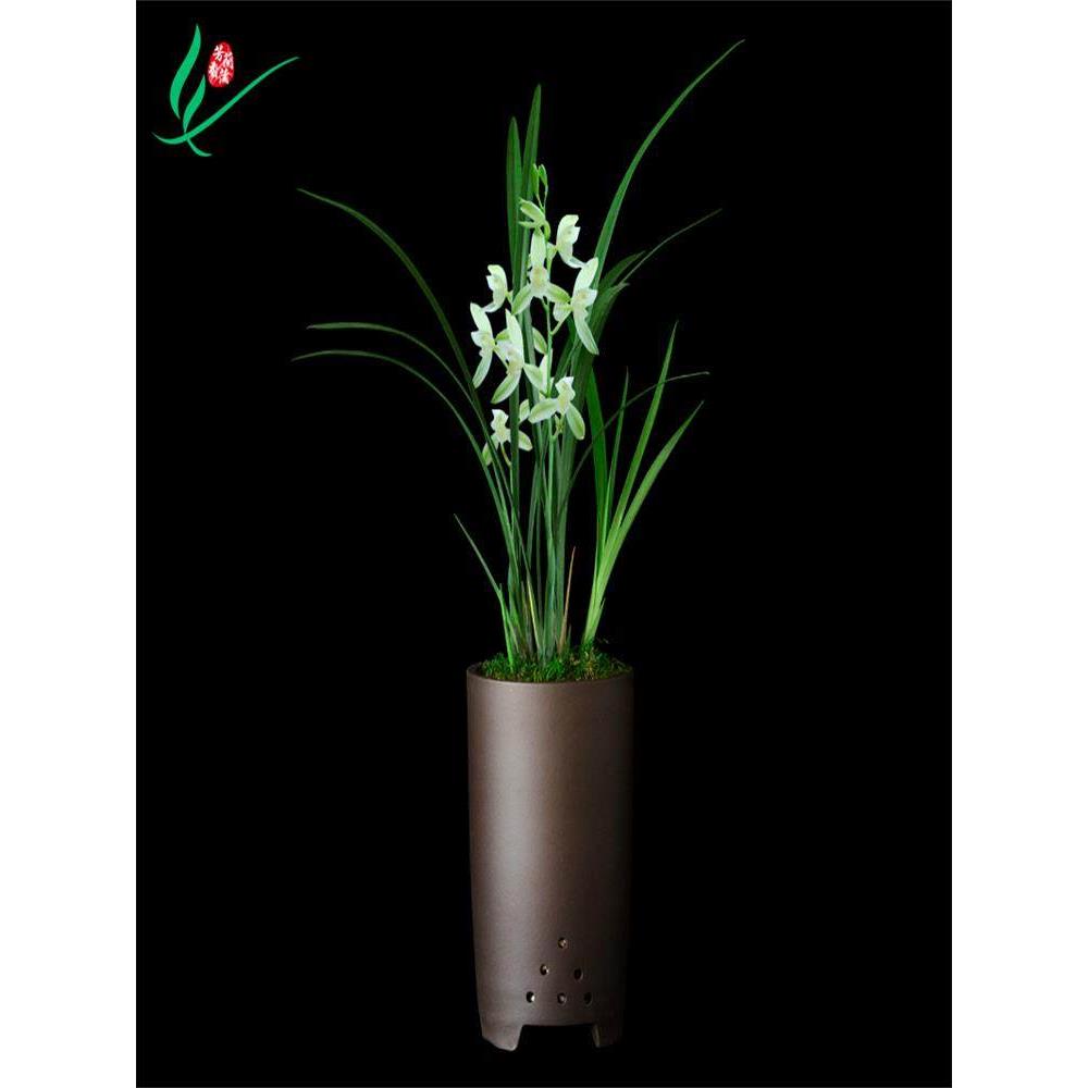 建兰兰花四季福州素荷浓香花卉盆景盆栽土绿带植物花苞苗名贵芳香