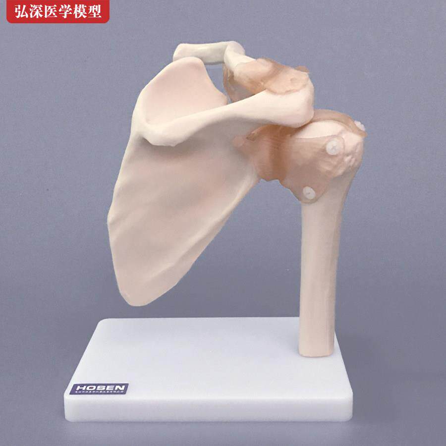 肩关节模型肩胛骨骼肩周附韧带锁骨人体结构骨科教学立体医学模具