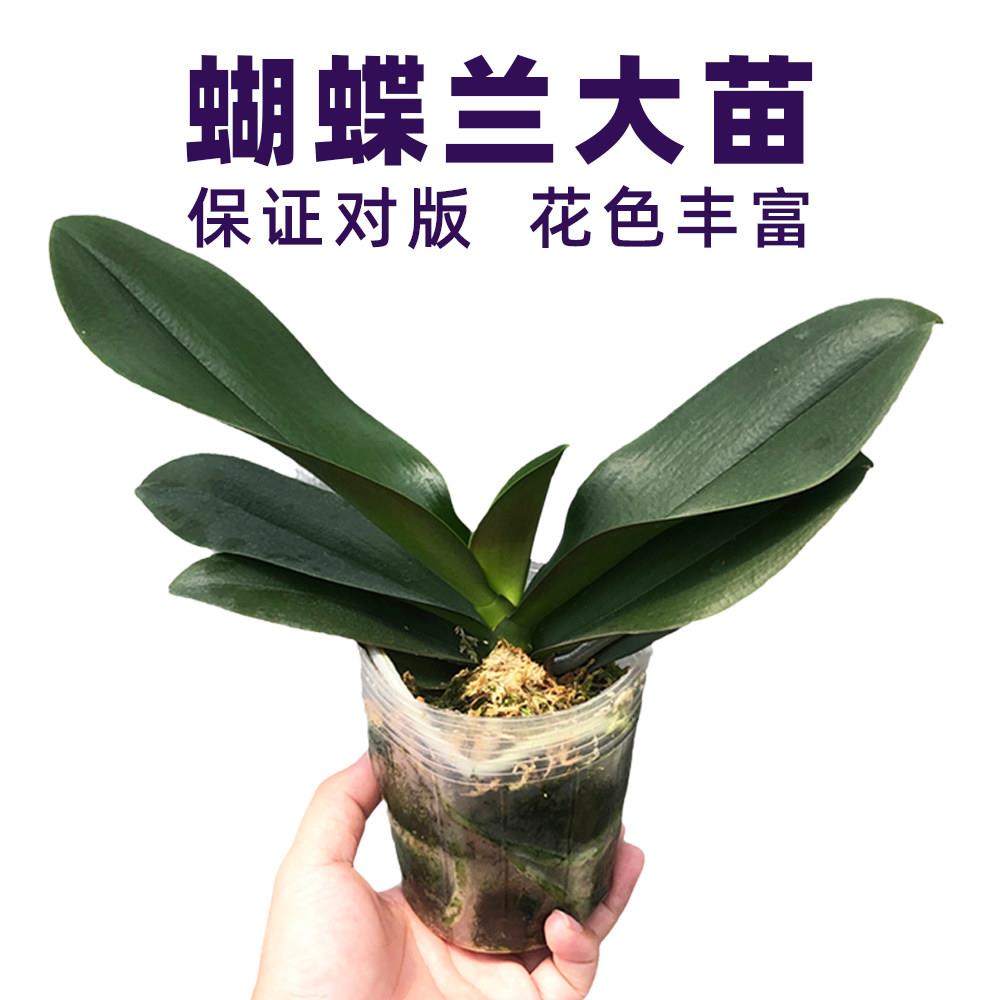 大苗蝴蝶兰花苗基地自产保证对版花色齐全持续更新新品种