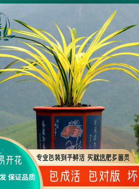 翁源兰花墨兰铭品中透o线艺名贵兰草兰阳之松好养室内绿植花卉盆