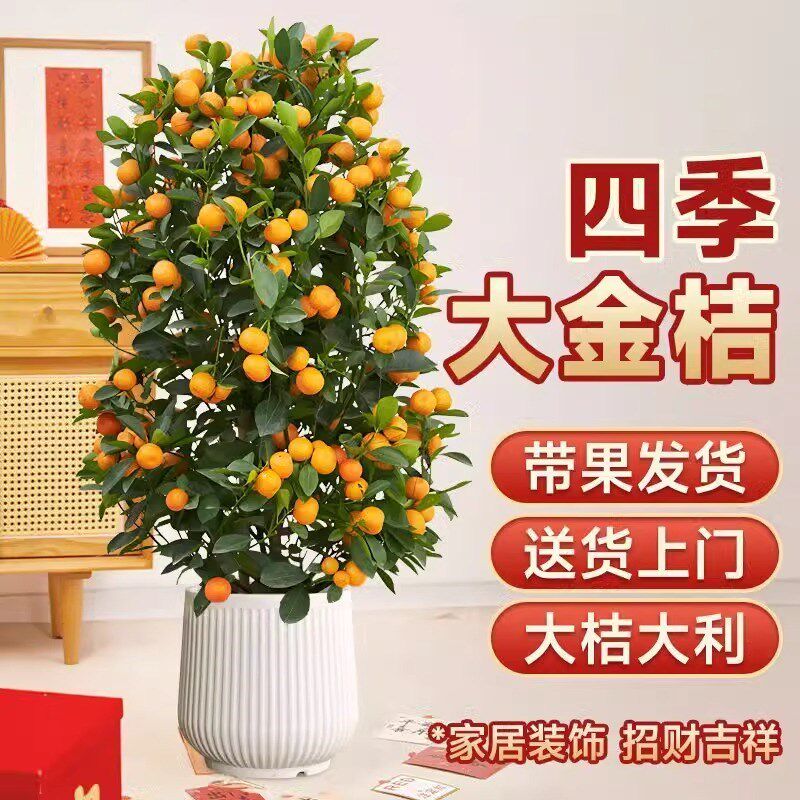 大型金桔树盆栽室内金橘r桔树客厅绿植办公室观果植物四季花卉年
