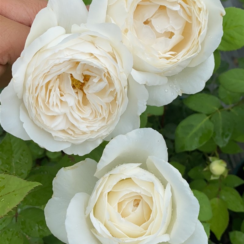 一加仑婚礼之路 原盆原土发货