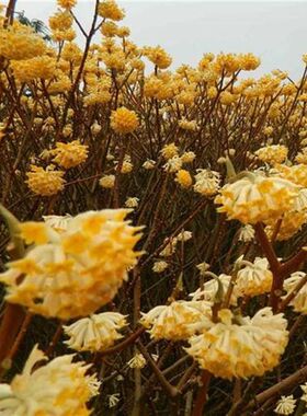 庭院植物结香苗结香花苗结香大小花苗金腰袋打结花梦冬花喜花树苗