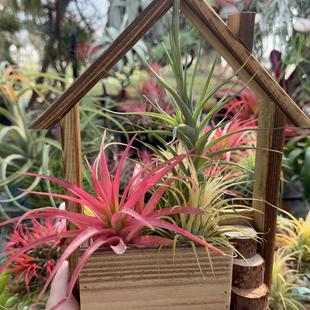 空气凤梨 无土植物 木屋组合 贝吉 贝克利 黄精灵 基地直销