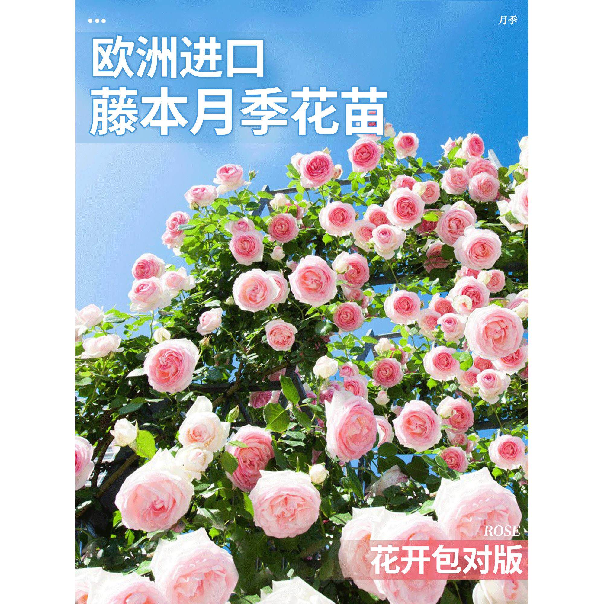 四季鸟藤本月季花苗爬藤植物特大花浓香盆栽玫瑰蔷薇攀援庭院花卉
