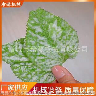 天妇罗翠叶裹浆机 原生桑叶淋浆机 400型上浆设备 厂家直供