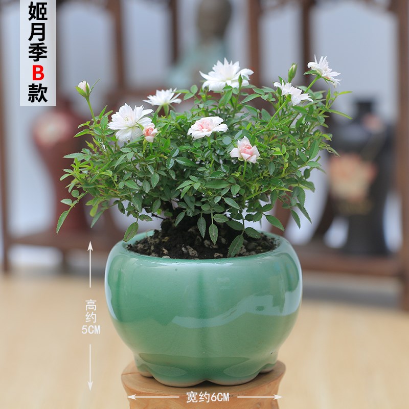姬月季植树节蔷薇玫瑰迷你微型盆景小盆栽开花多肉阳W台花卉四季