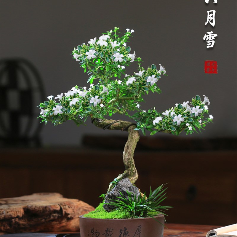 六月雪盆景植物室内阳台好养老桩造型茶室桌面花卉常Y绿紫砂盆栽