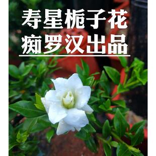 （痴罗汉）寿星栀子花 新奇品种栀子花盆景盆栽素材苗