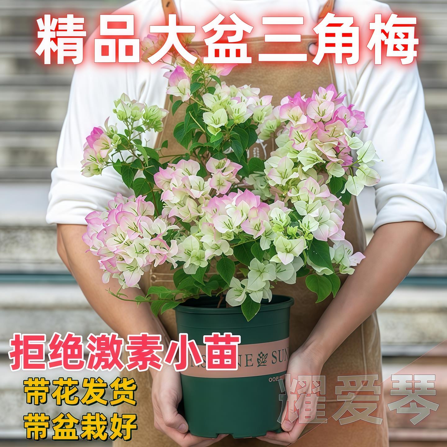 三角梅盆栽带花四季开花绿樱爬藤重瓣老桩大苗红樱安格斯庭院植物