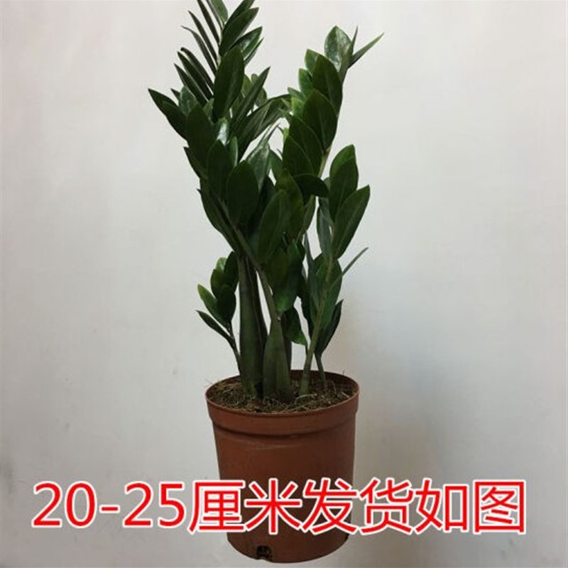 金钱树盆栽客厅植物室内绿植钱串子客厅大棵招财树雪铁芋小发财树