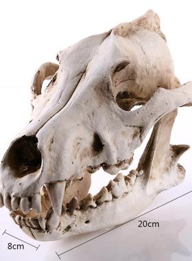 狼头骨树脂工艺品骷髅头模型道具摆件树脂骷髅头动物园展示装饰品