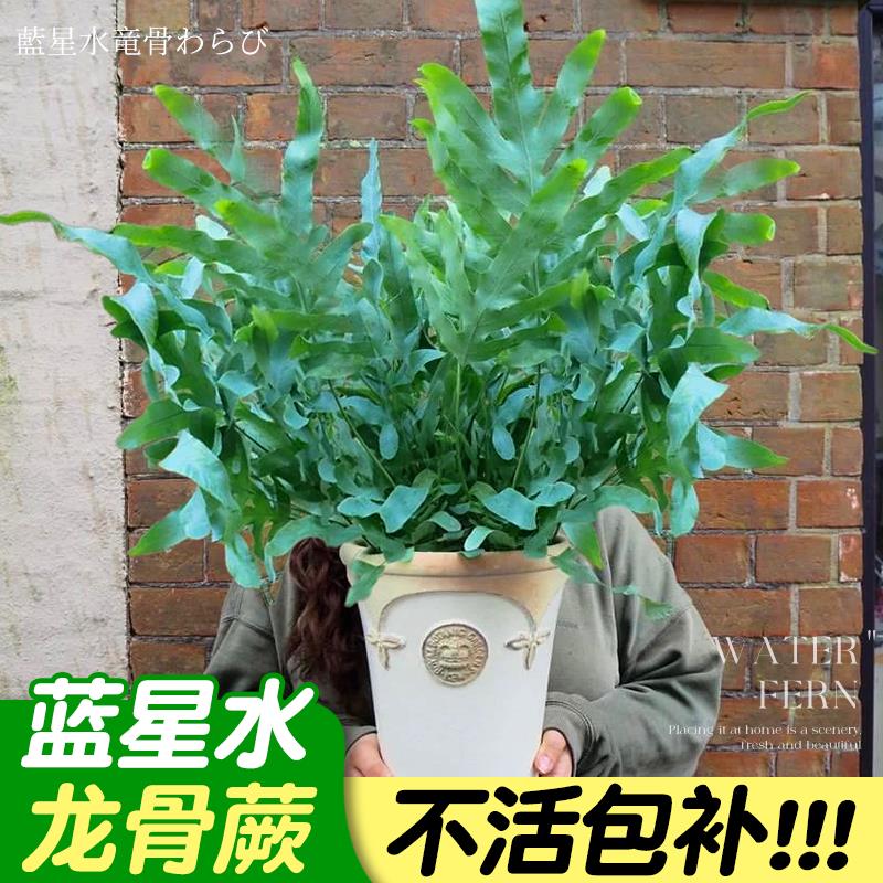 蓝星蕨蓝星水龙骨蕨霸王蕨盆栽老桩盆景室内客厅绿植物四季好养活