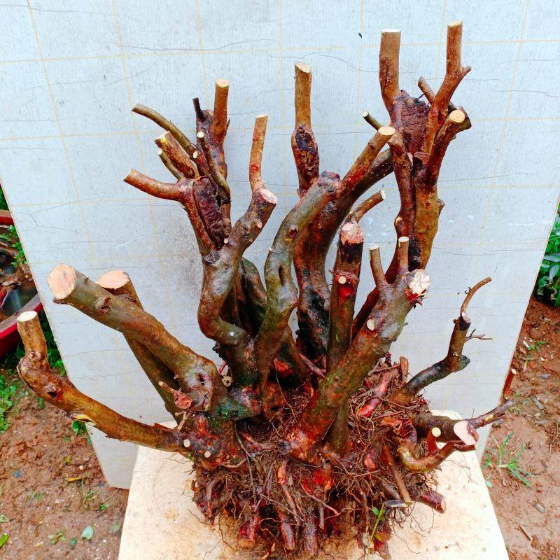 客厅造型映山红杜鹃花老桩小精品盆景野皮一物一拍下四季栽生树苗