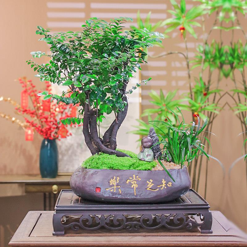 小叶紫檀知足常乐丛林款老桩檀木盆栽办公室摆放盆景