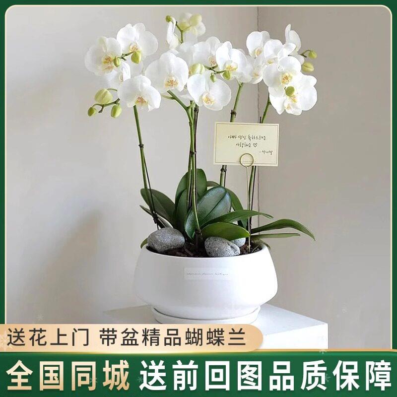 全国蝴蝶兰盆栽带花成品年宵真鲜花速递同城杭州上海北京乔迁配送