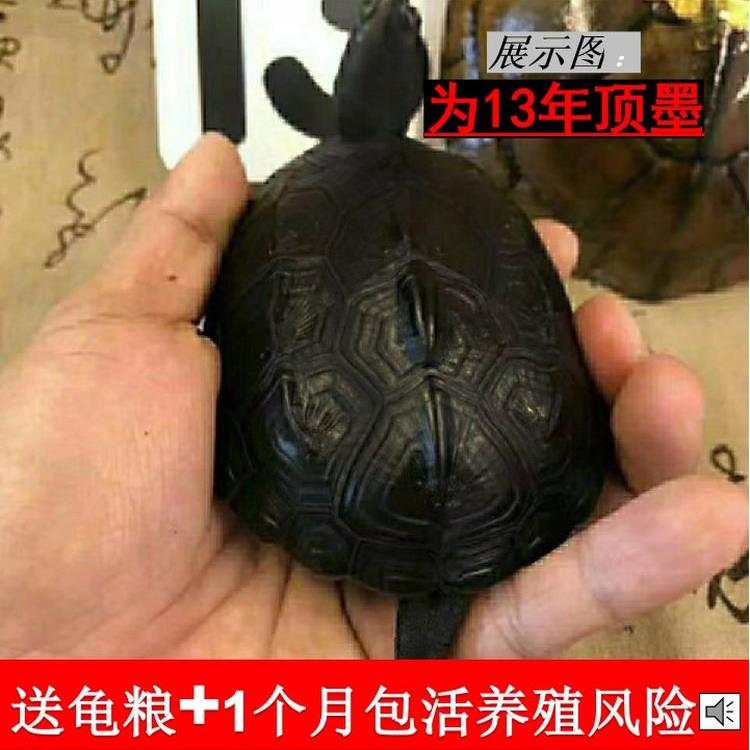 墨龟外塘乌龟顶墨龟掌中宝中华草龟斤墨刀刻纹墨龟宠物深水活物龟
