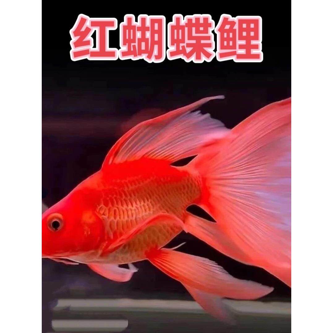 台湾蝴蝶鲤观赏鱼冷水观赏鱼球体短身贵妃鲤淡水观赏鱼鱼缸观赏鱼
