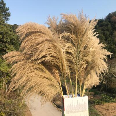 天然芦苇荡大芦苇蒲苇干花婚庆拍照客厅落地蓬松永生花5支包邮