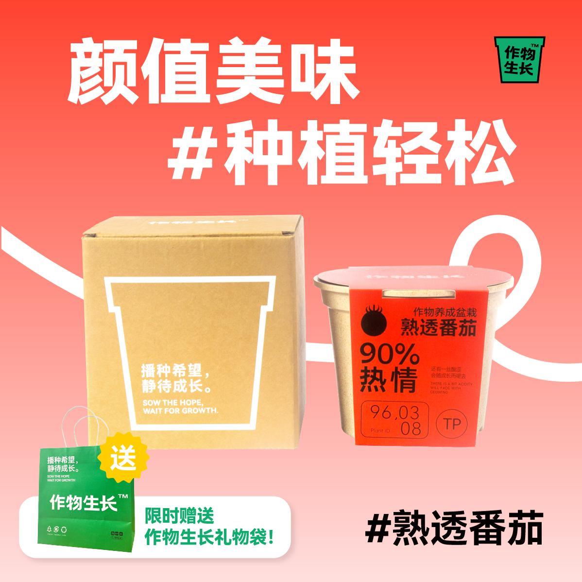作物生长矮生红番茄可食用蔬果盆栽手工室内种植套装解压治愈DIY